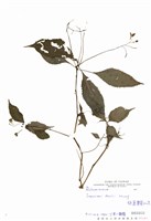 藏品(棣慕華鳳仙花)的圖片